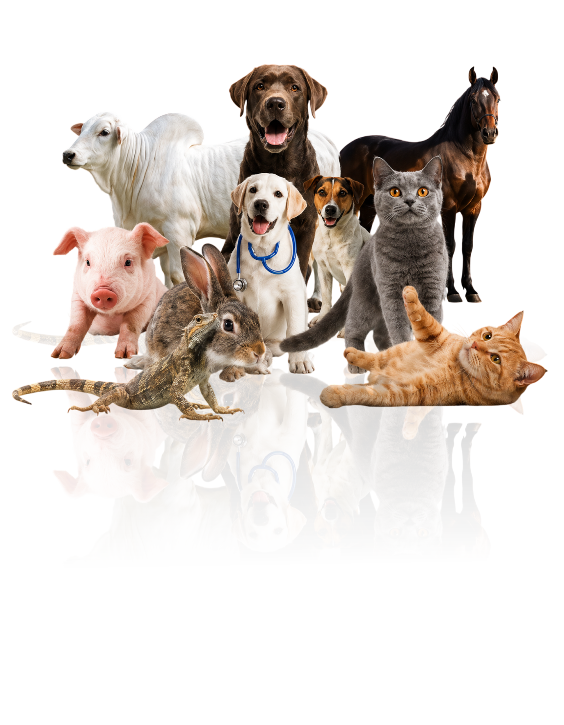 Animais atendidos pelo Laboratório Mattoso